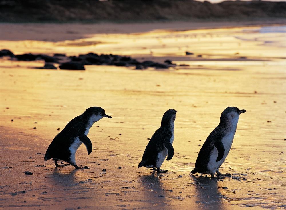 Phillip Island Apartments Cowes Luaran gambar